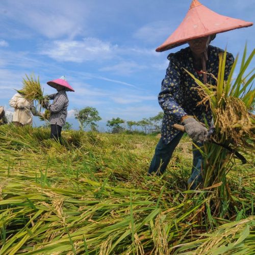 Perkuat Lumbung Pangan, Kementan Berikan Pendampingan Intensif Bagi Petani