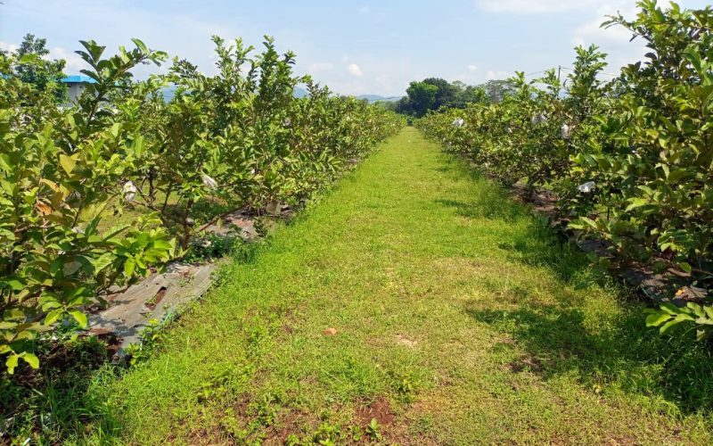 Mencicipi Sensasi Berlibur Memetik Buah di Desa Geresik Ciawigebang